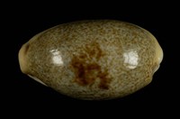 藏品(愛龍寶螺)的圖片